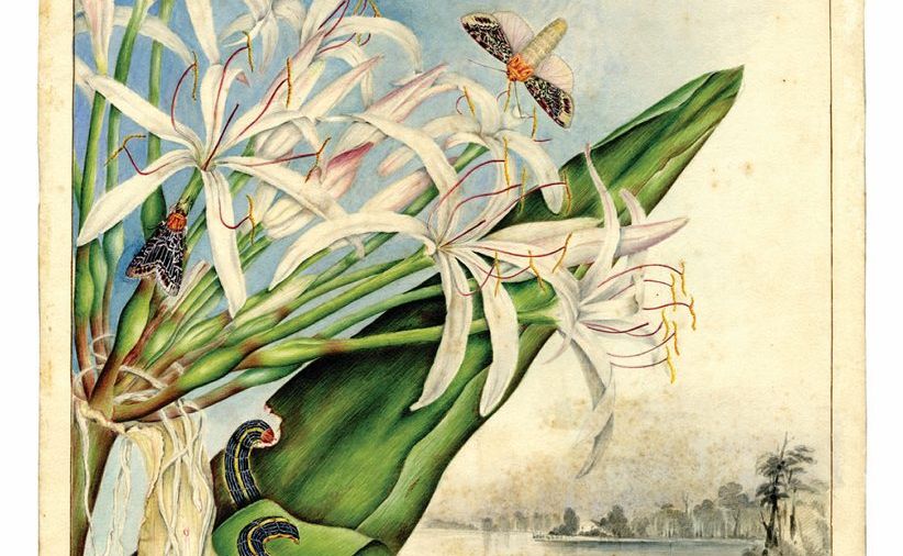 One of the illustrations on display from Beauty and Nature: Art of the Scott sisters. One of the illustrations on display from Beauty and Nature: Art of the Scott sisters.
